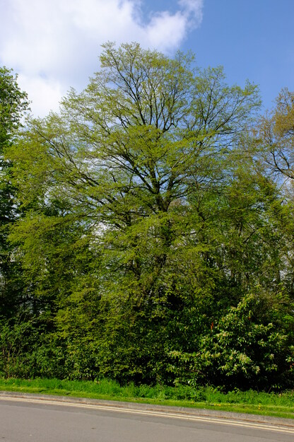 April tree photo