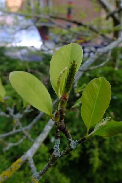 April close-up photo