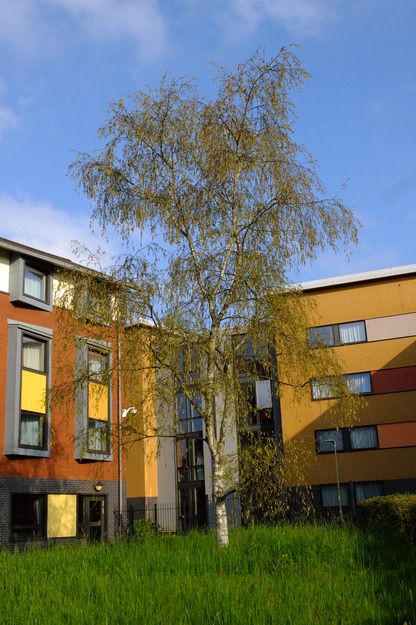 April tree photo