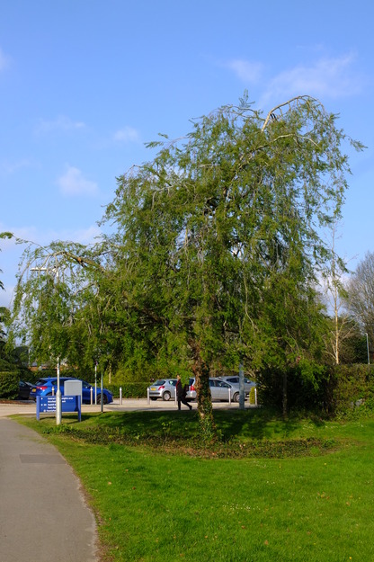 April tree photo