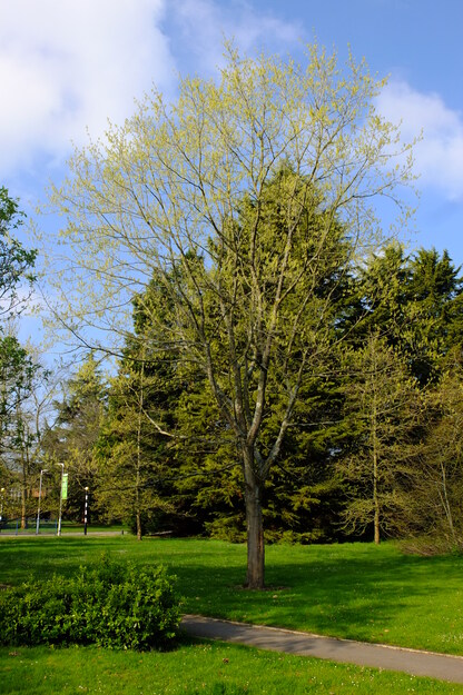 April tree photo