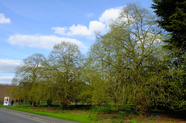 April tree photo
