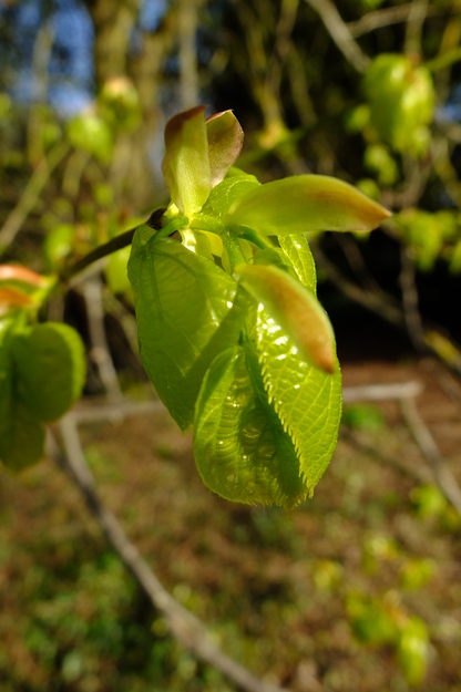 April close-up photo