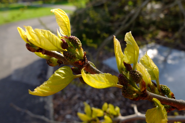 April close-up photo