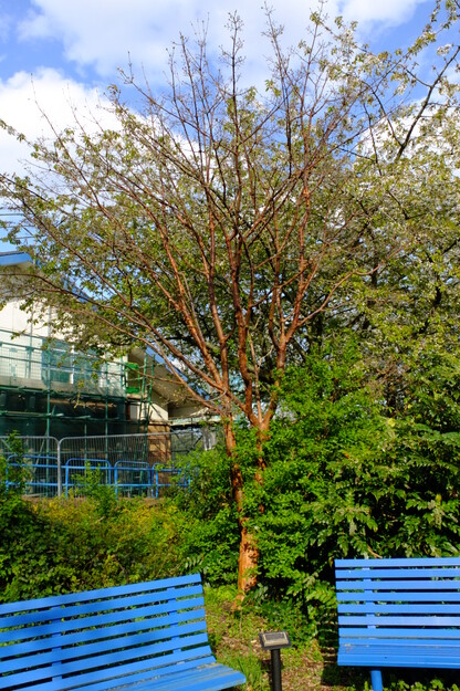 April tree photo
