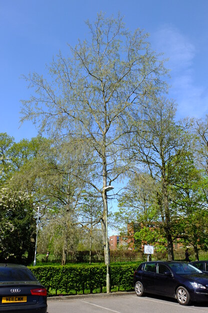 April tree photo