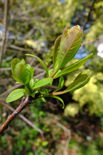 April close-up photo