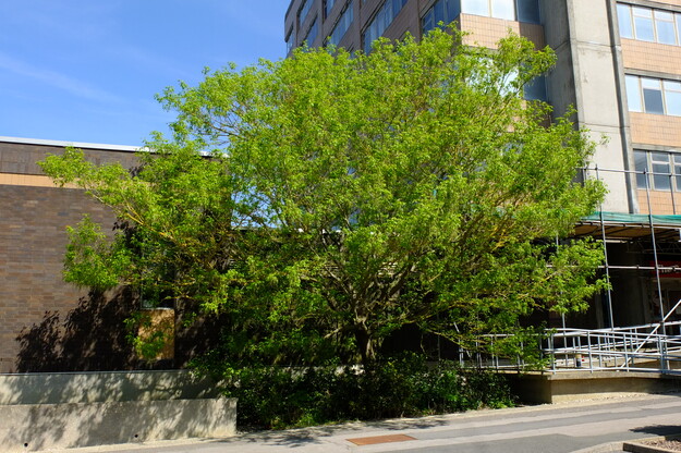April tree photo