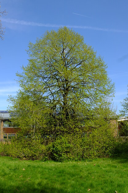 April tree photo