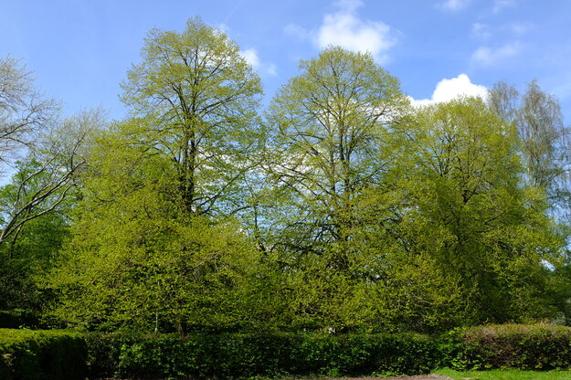 April tree photo