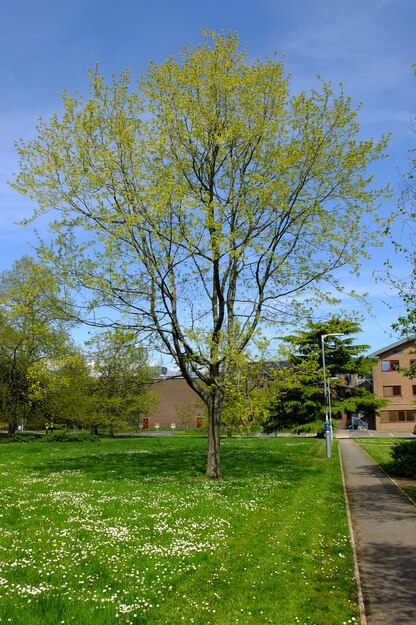 April tree photo