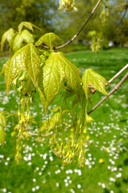 April close-up photo