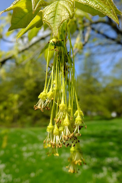 April close-up photo