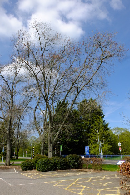 April tree photo