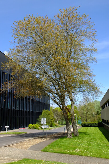 April tree photo