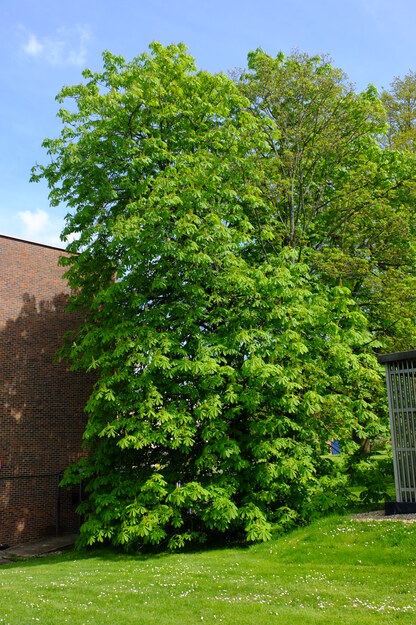 April tree photo
