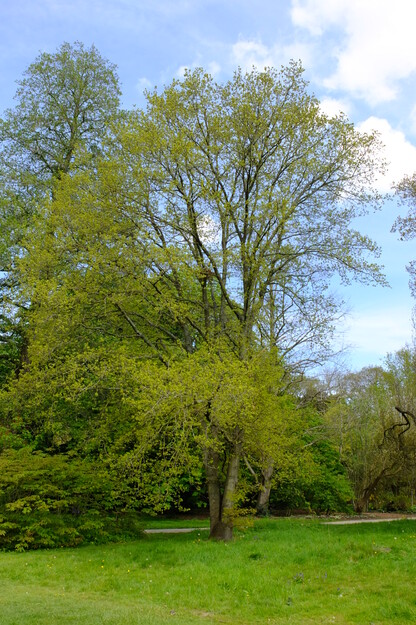 April tree photo