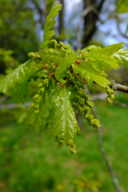 April close-up photo