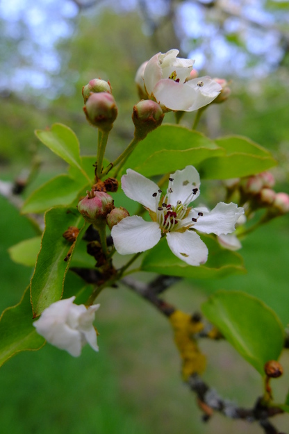 April close-up photo