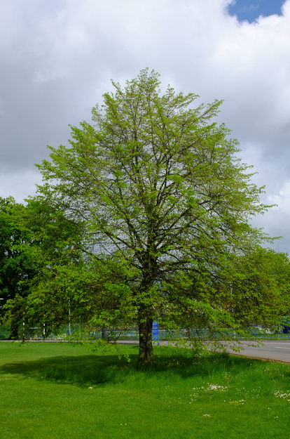 May tree photo