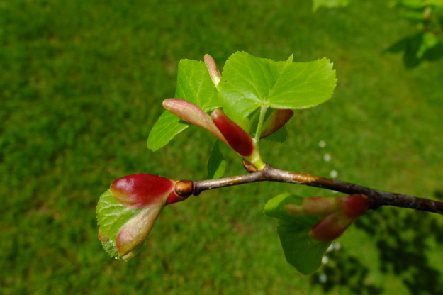 May close-up photo