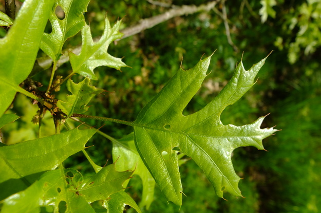 May close-up photo