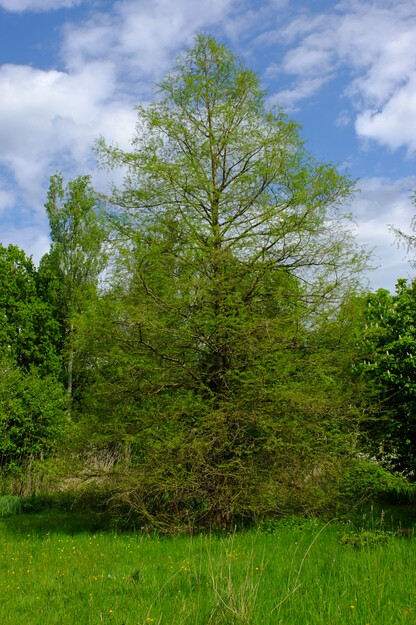 May tree photo