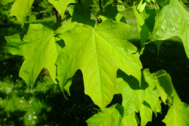 May close-up photo