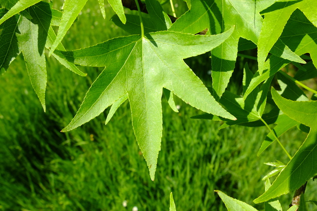 May close-up photo