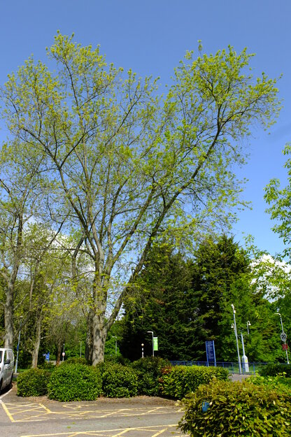 May tree photo