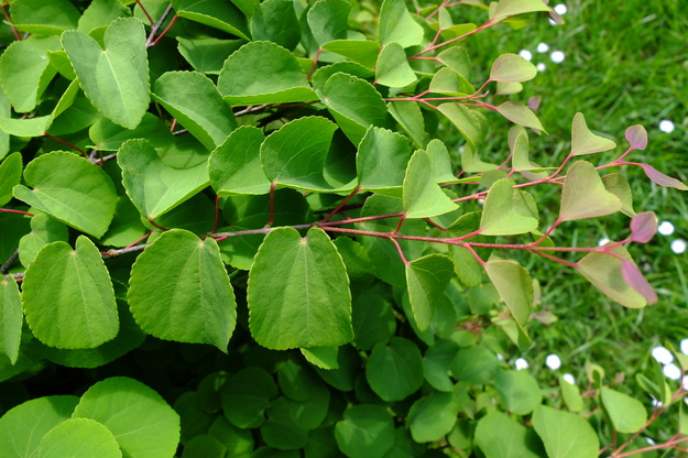 May close-up photo