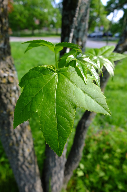 May close-up photo