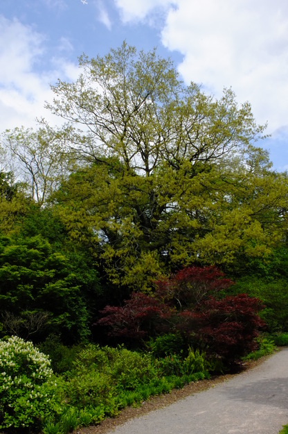 May tree photo