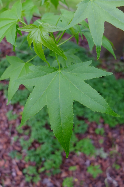 May close-up photo