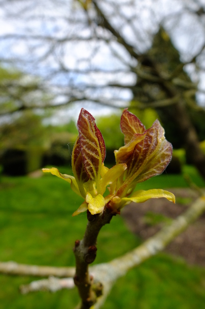 May close-up photo