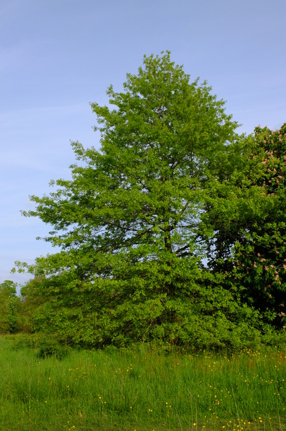 May tree photo