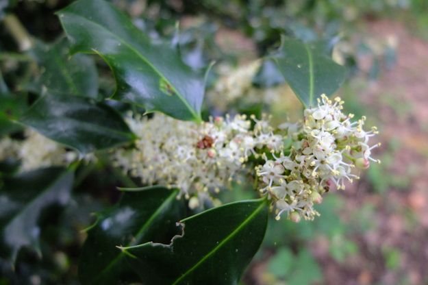 May close-up photo