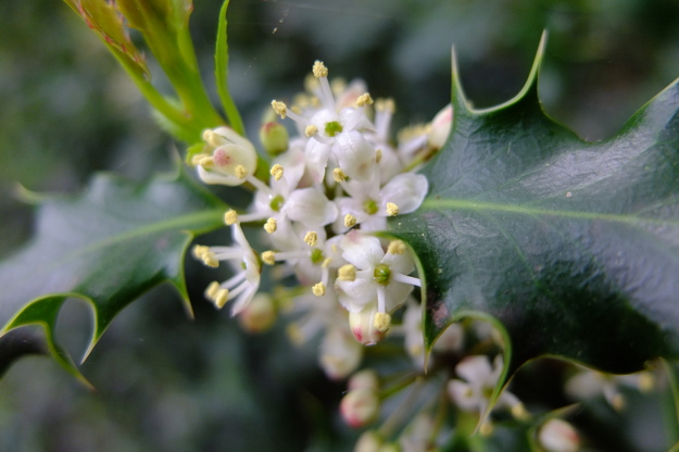 May close-up photo
