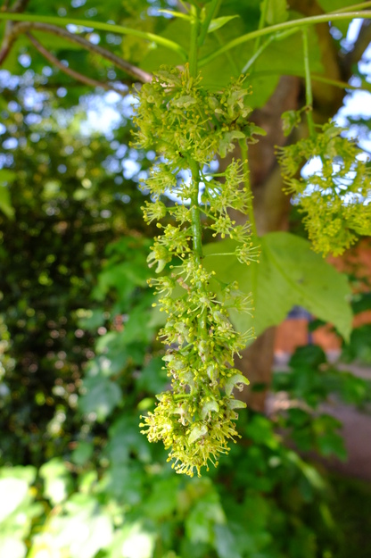 May close-up photo