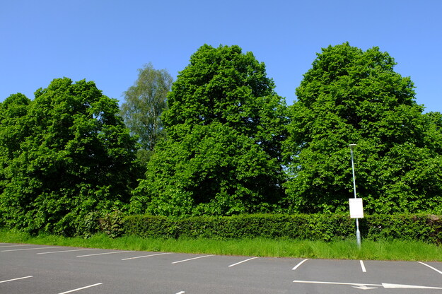 May tree photo