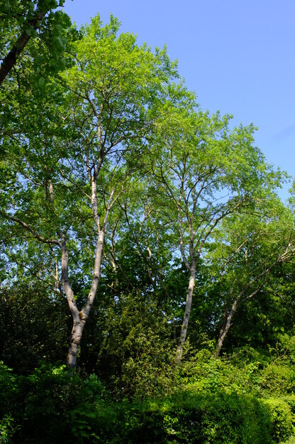 May tree photo