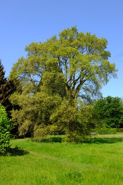 May tree photo