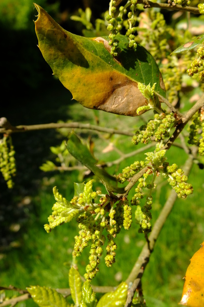 May close-up photo