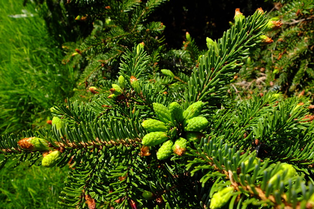 May close-up photo