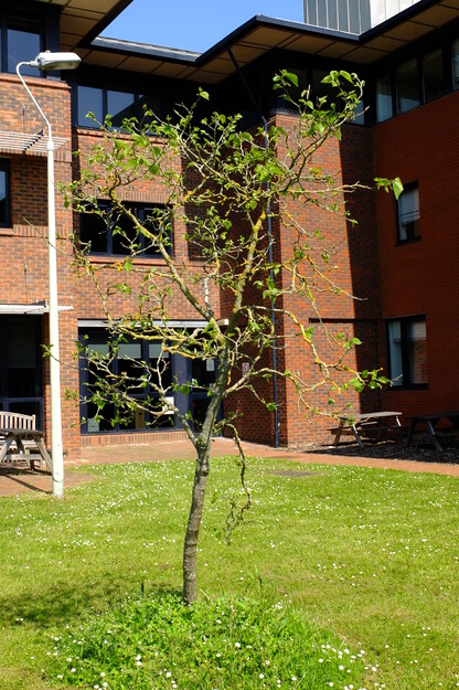 May tree photo