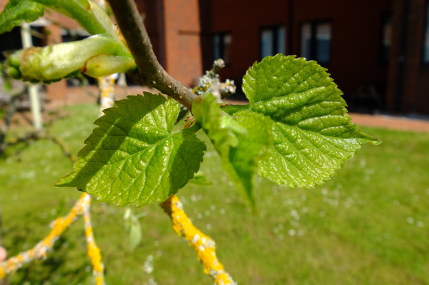 May close-up photo