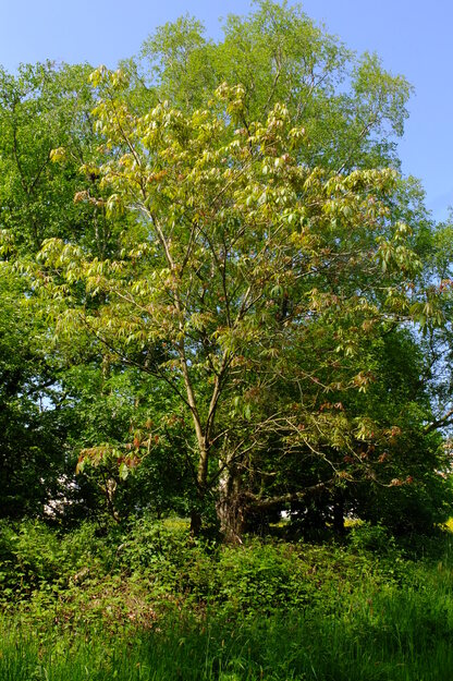 May tree photo
