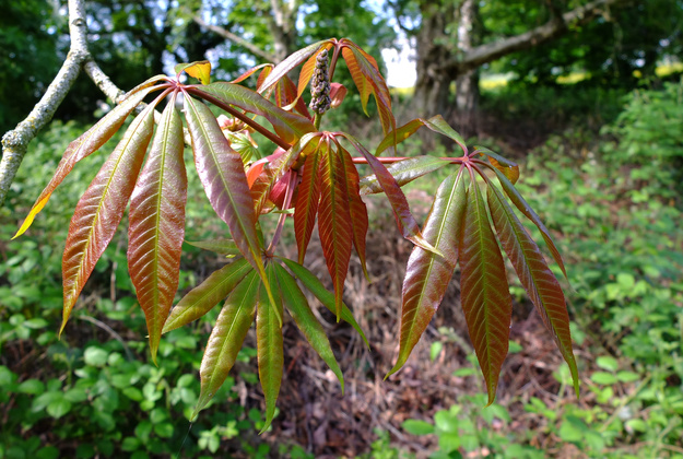 May close-up photo