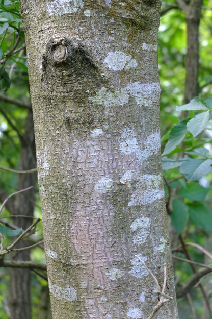 May close-up photo