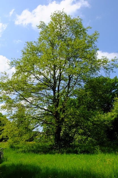 May tree photo